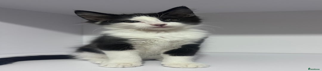 Bijou