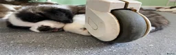 Saint Bernard dogs for sale: (Last 3) Gorgeous Saint Bernard puppies available  - Advert 16