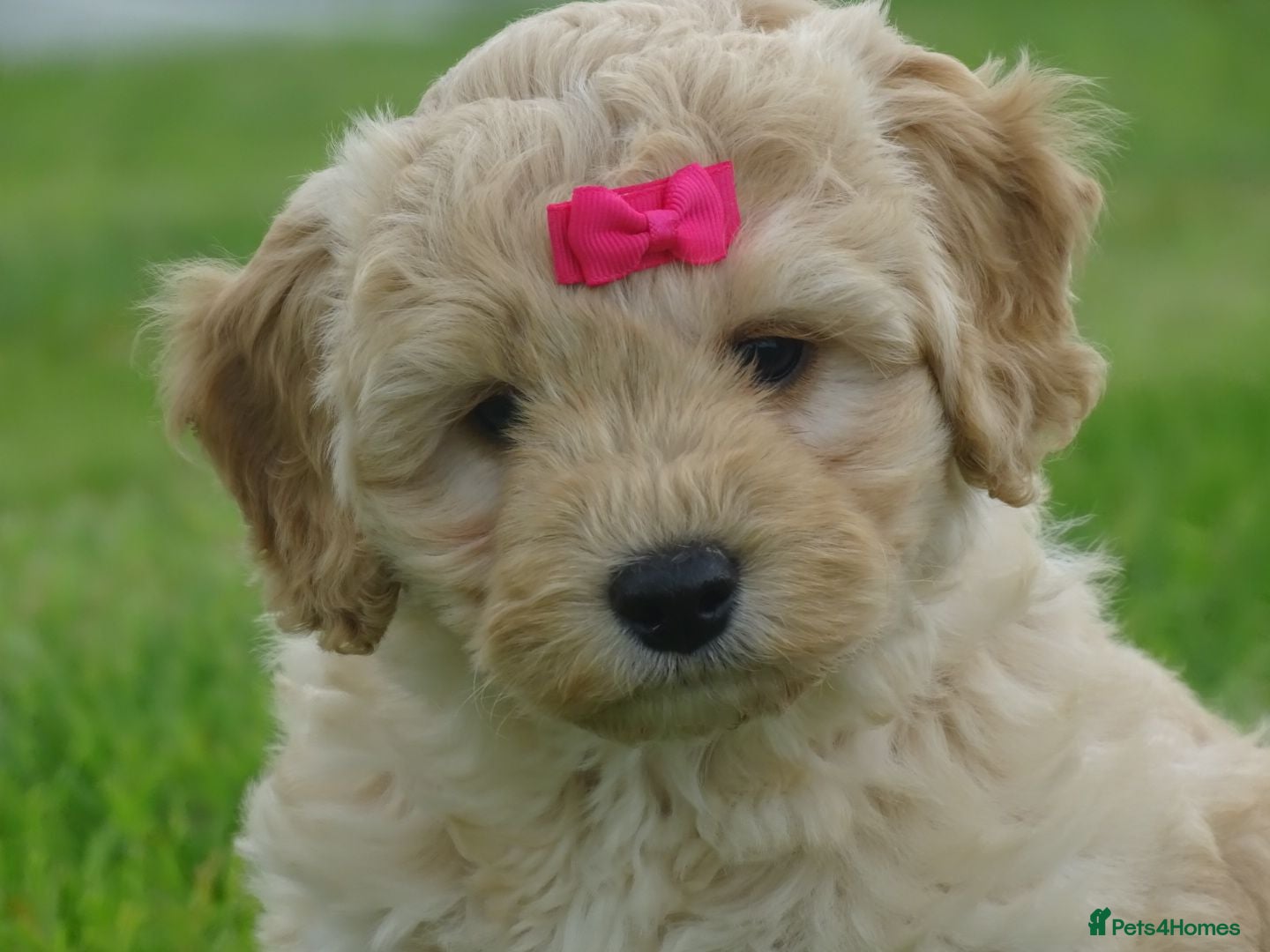 Cockapoo dogs Stunning Cockapoo Puppies  - Advert 8
