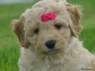 Cockapoo dogs Stunning Cockapoo Puppies - Advert 1