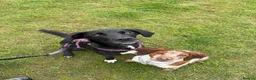 Mixed Breed dogs for adoption: SOCKS - 1 year old, Female, Beautiful Mixed Breed in London - Advert 4