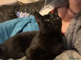 Bombay cats Sabrina 3YO girl in Bristol - Advert 15