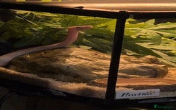 Snake reptiles for sale: Young ball python - Image 2