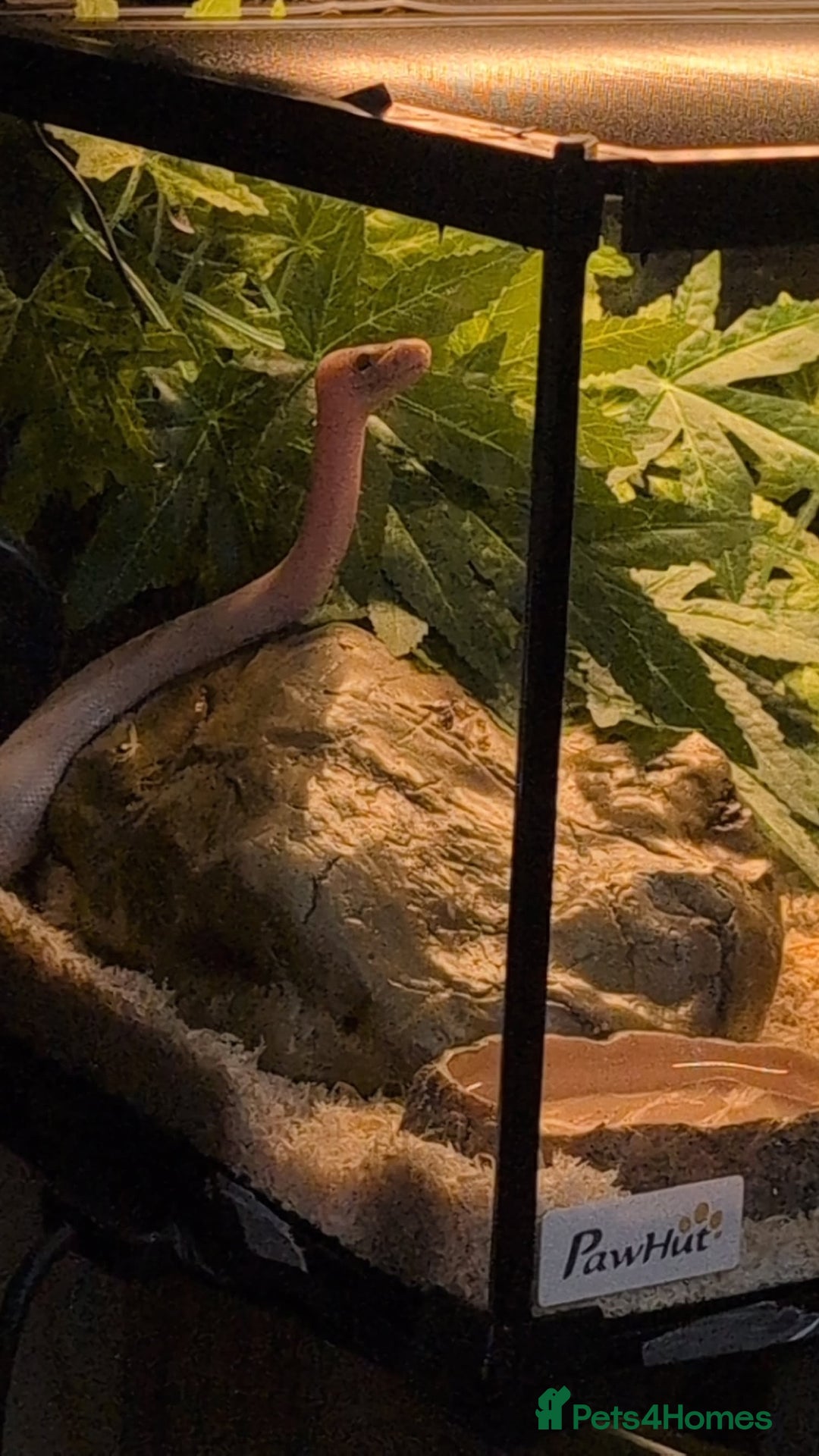 Snake reptiles for sale: Young ball python - Image 2