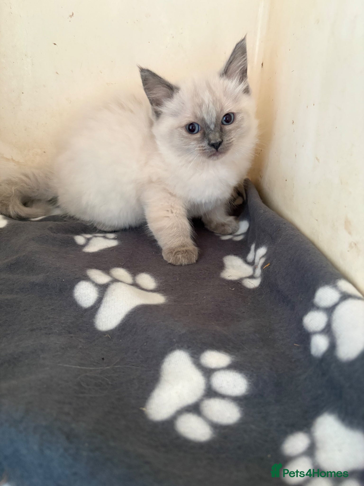 Ragdoll cats for sale: Ragdoll kittens in Romford - Advert 13