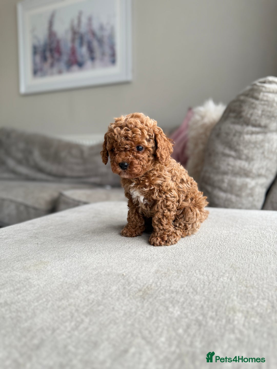 Cavapoo dogs for sale: 🌟 Premium F1bb Toy Cavapoo Puppies 🌟 - Advert 4