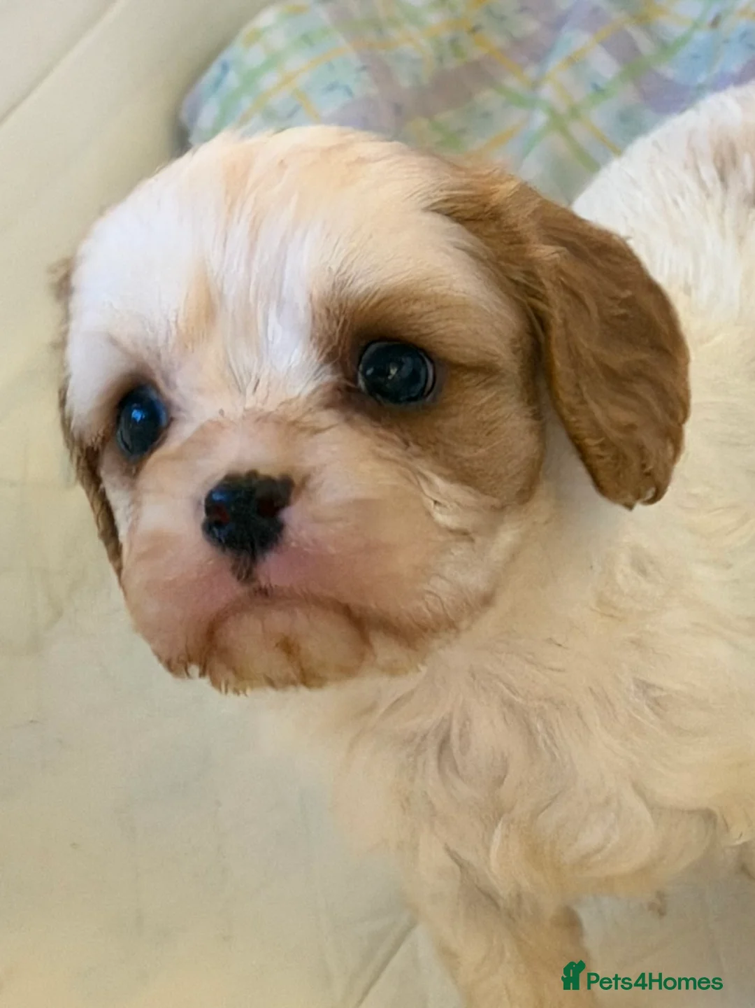 Cavapoo dogs for sale: Stunning cavapoo puppies ready 9th January  - Advert 24