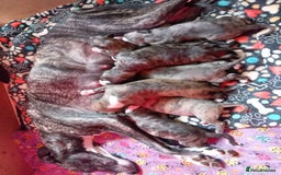 Whippet dogs for sale: Top Class Whippet Puppies bred from Champions - Image 31