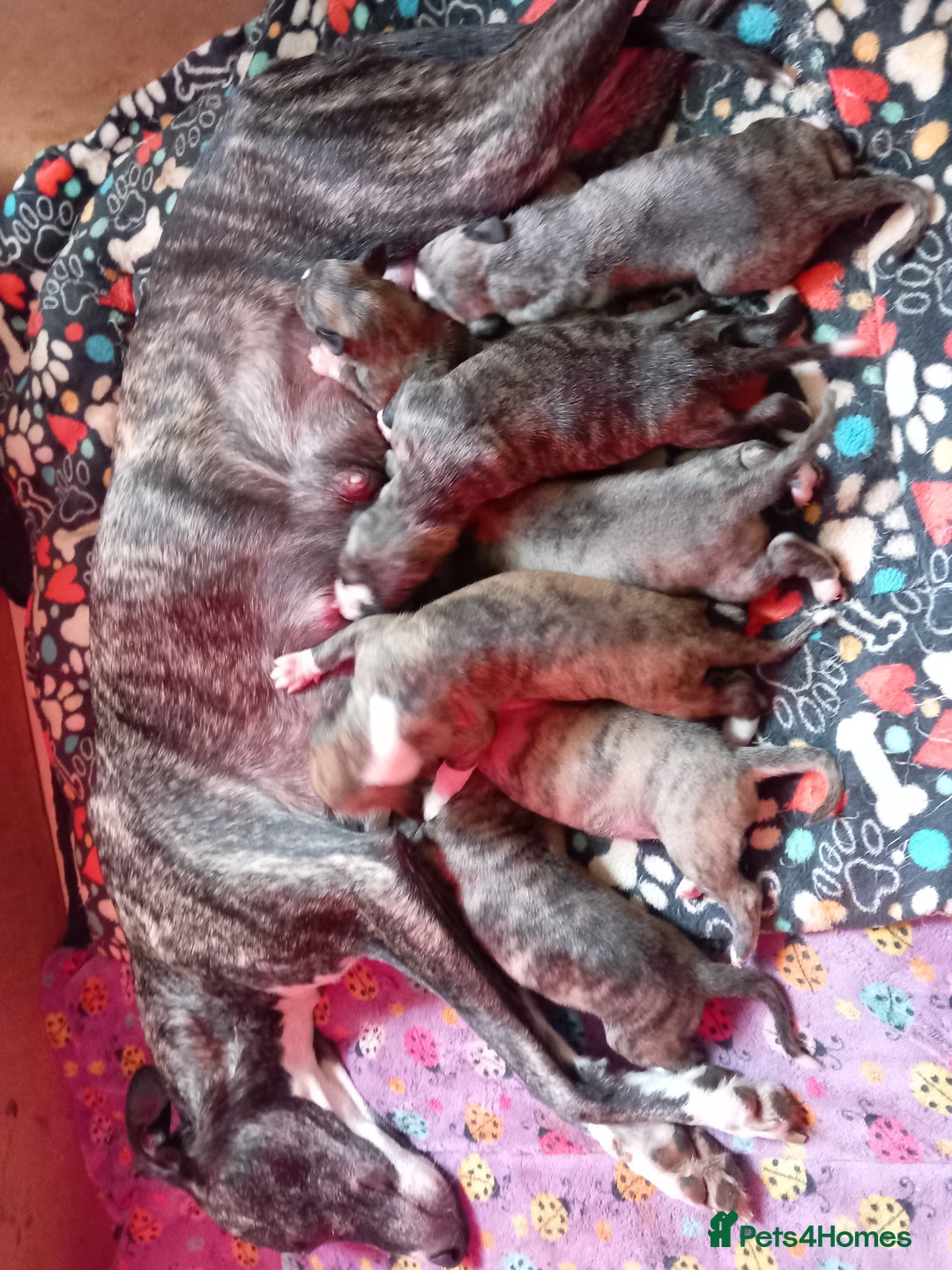 Whippet dogs for sale: Top Class Whippet Puppies bred from Champions - Image 31