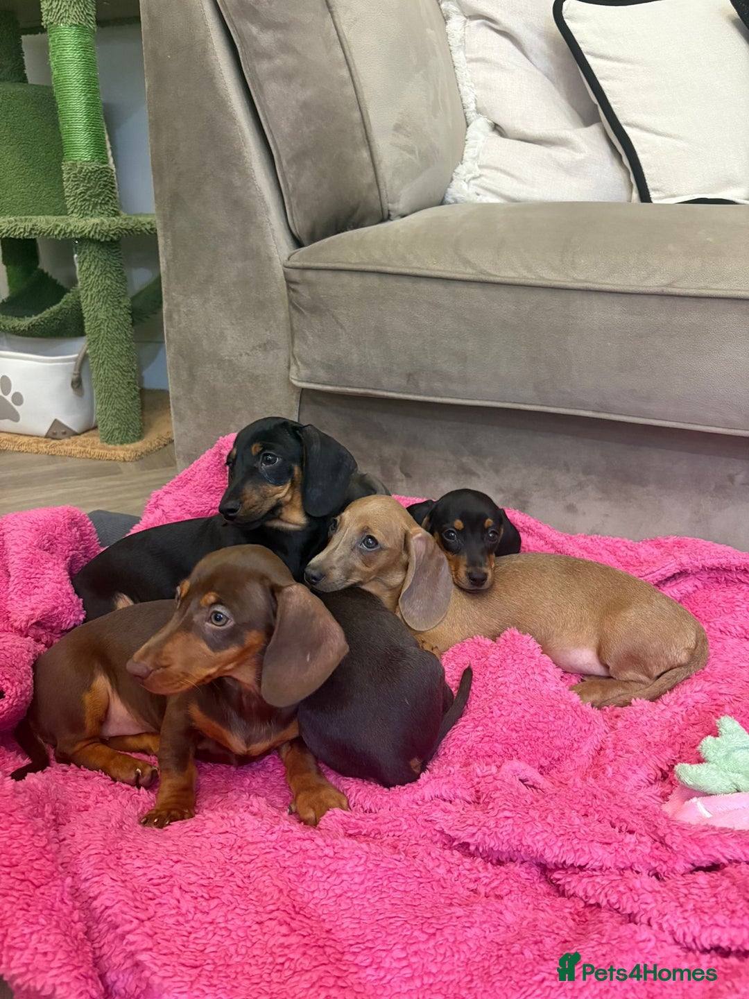 Miniature Dachshund dogs for sale: Little miniature dachshund  - Advert 10