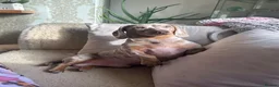 Miniature Dachshund dogs for sale: Miniature Dachshund Mario - Advert 3