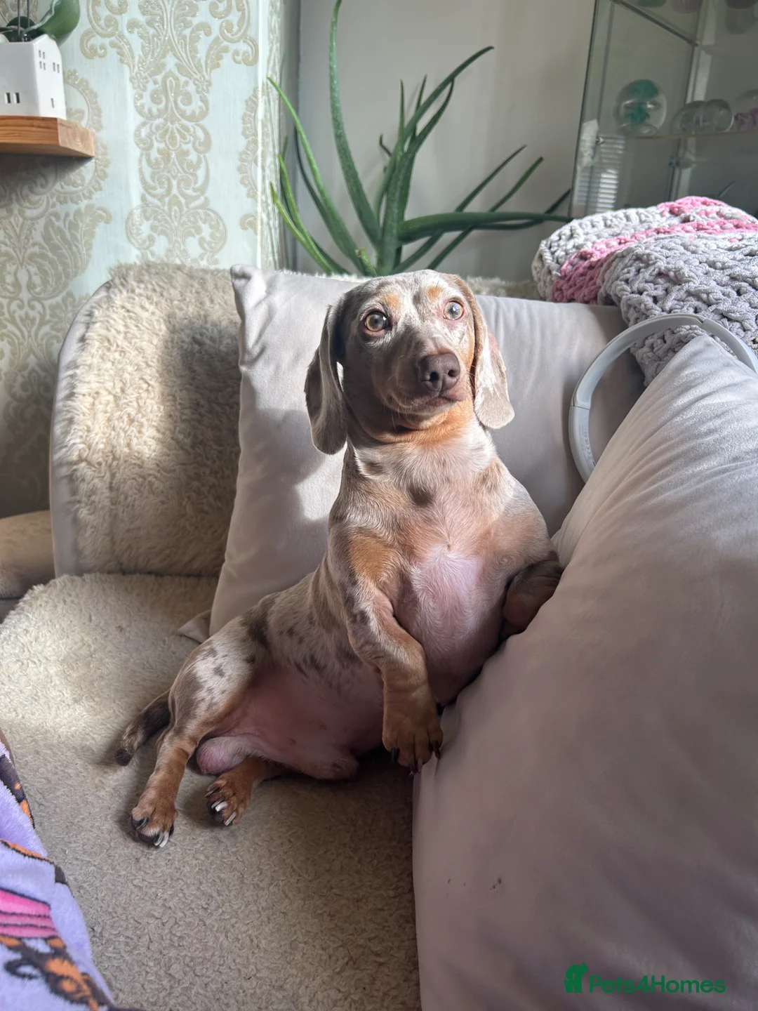 Miniature Dachshund dogs for sale: Miniature Dachshund Mario - Advert 3