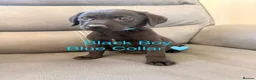 Labrador Retriever dogs for sale: Labrador Puppies For Sale - Advert 9