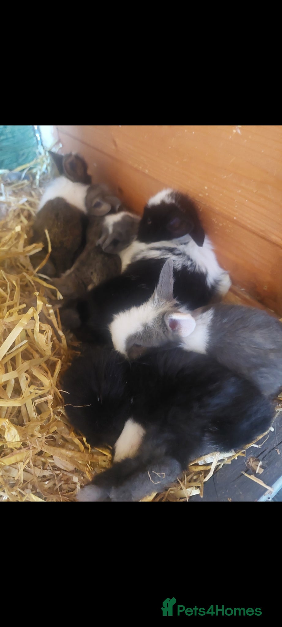 Lionhead rabbits Baby lionheads  - Advert 21