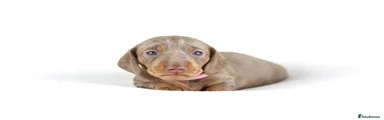 Miniature Dachshund Puppy 4