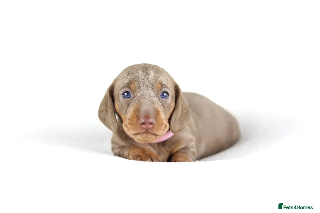 Miniature Dachshund dogs for sale: Miniature dachshund puppies  - Advert 16