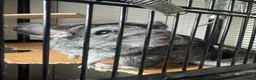 Chinchilla rodents for sale: Young male chinchillas  in Milton Keynes - Advert 2