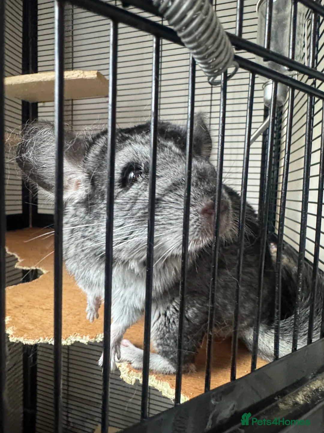 Chinchilla rodents for sale: Young male chinchillas  in Milton Keynes - Advert 2
