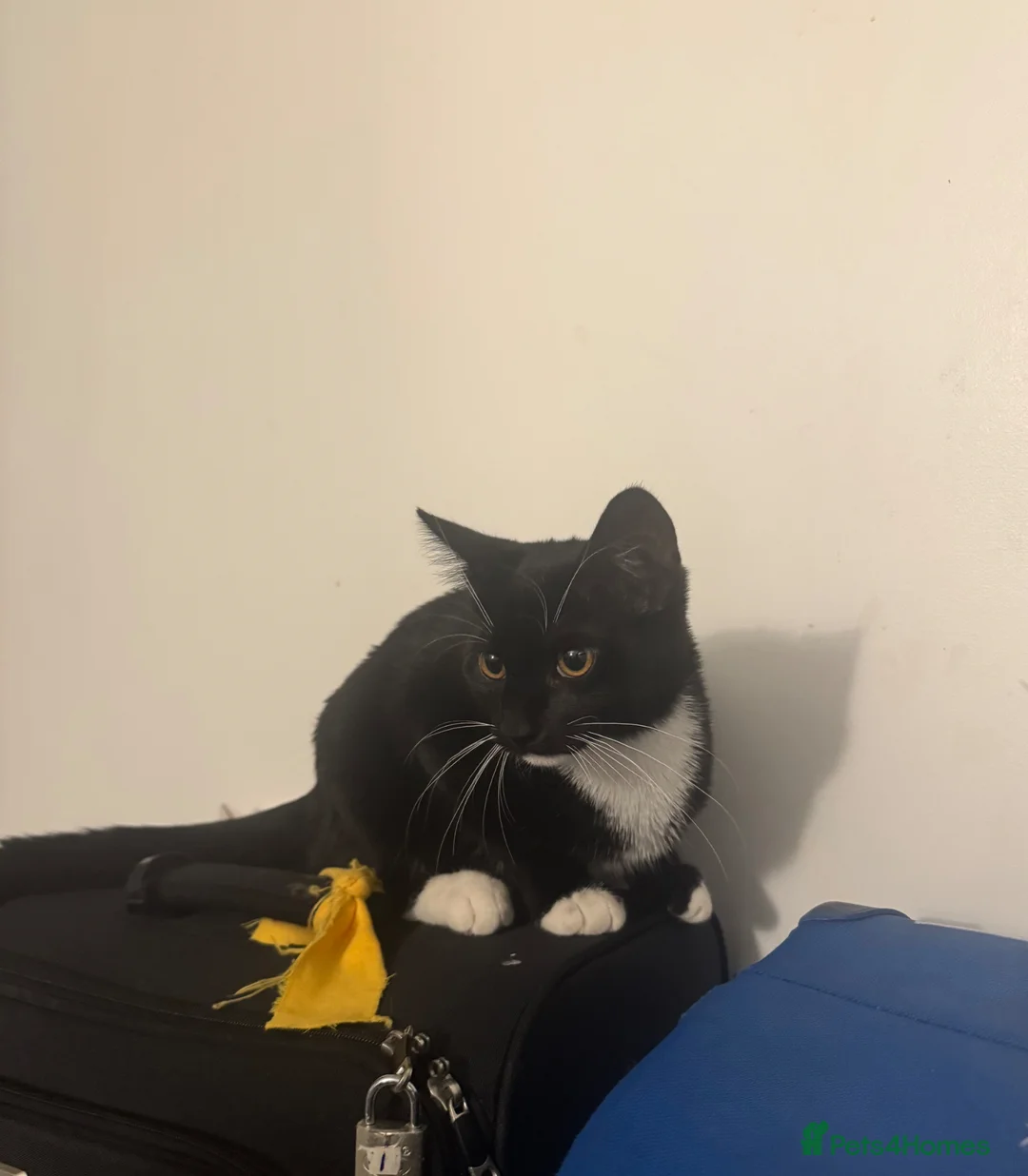 Mixed Breed cats for sale: Male Tuxedo cat  - Advert 1