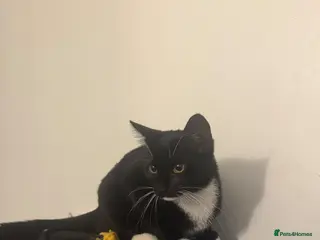 Mixed Breed cats Male Tuxedo cat - Advert 1