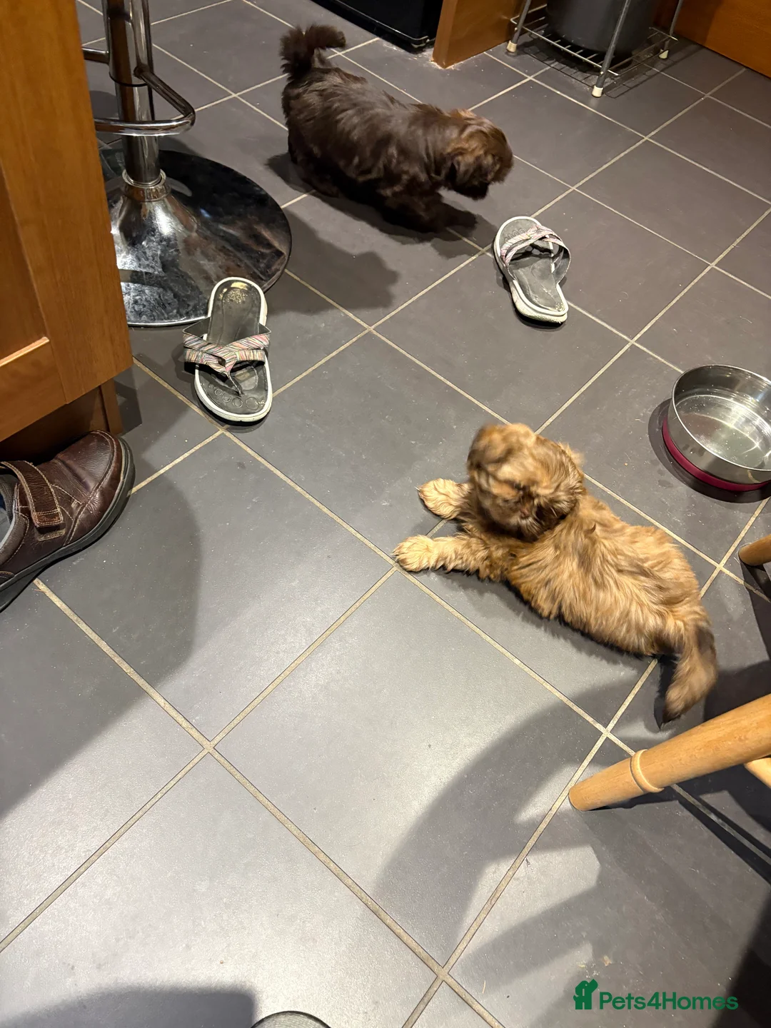 Shih Tzu dogs for sale: ALL SOLD THANK YOU - Advert 16