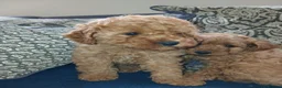 Cavapoo dogs for sale: Cavapoo puppies for sale in Ashby-de-la-Zouch - Advert 12
