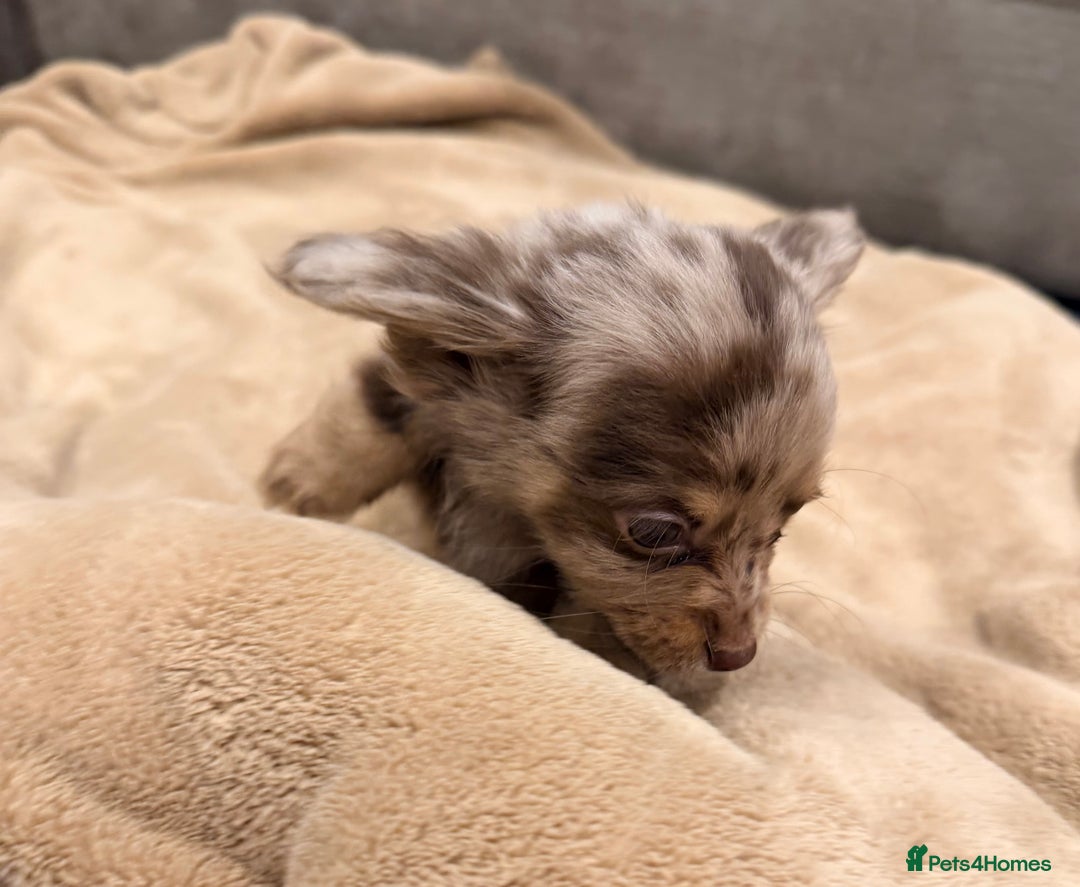 Mixed Breed dogs for sale: Mini Dachshund–Pomchi Pups - Advert 2