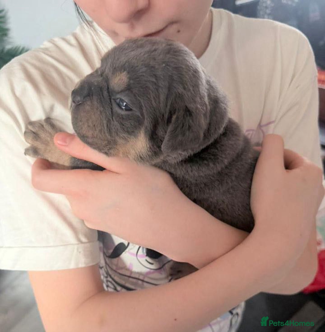 Olde English Bulldogge dogs for sale: GENETICALLY CLEAR CHAMPION 🏆 LEGENDARY BLOODLINE  - Advert 9