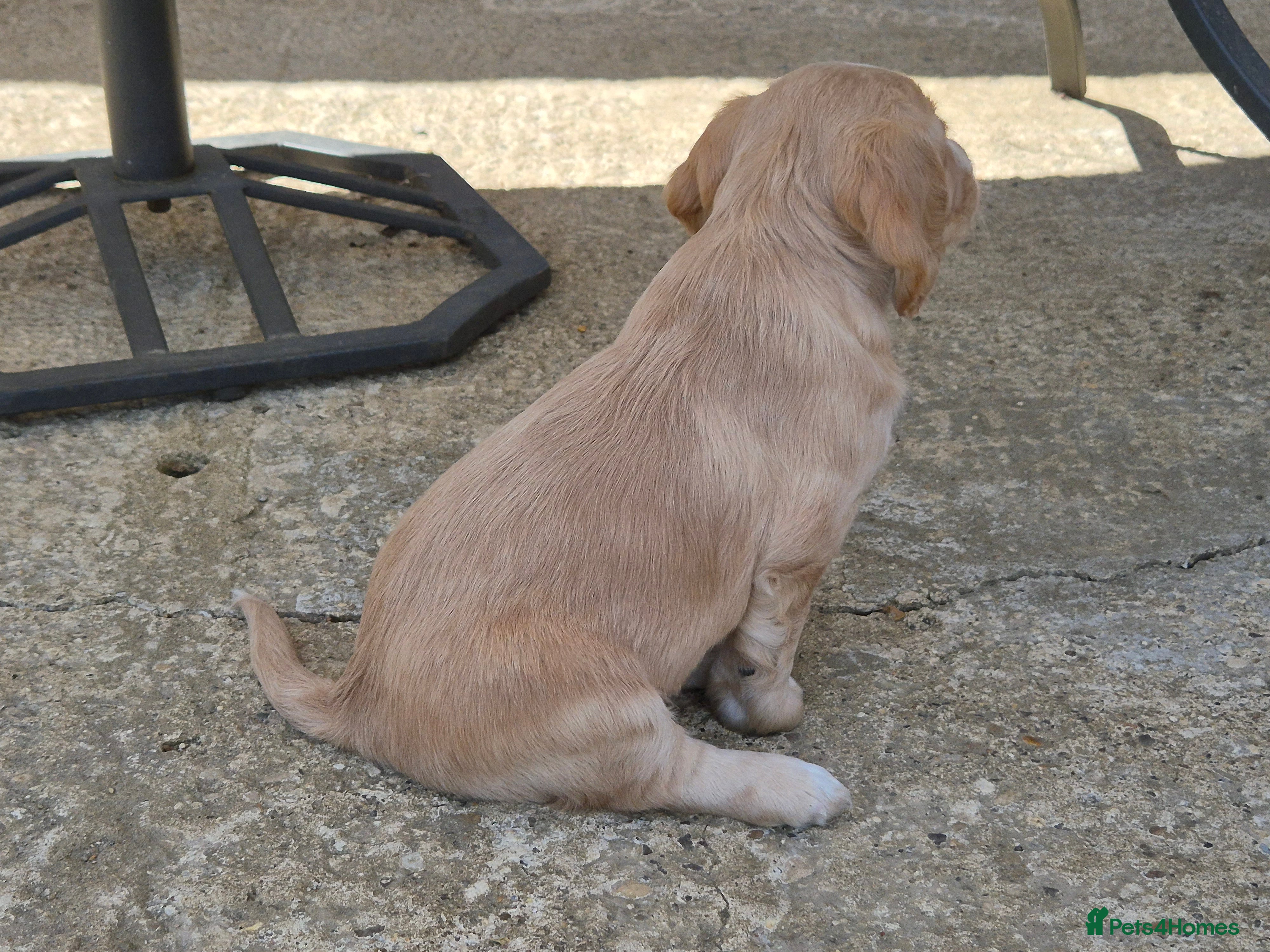 Cocker Spaniel dogs for sale: 1 beautiful black & white boy left kc registered  - Advert 32