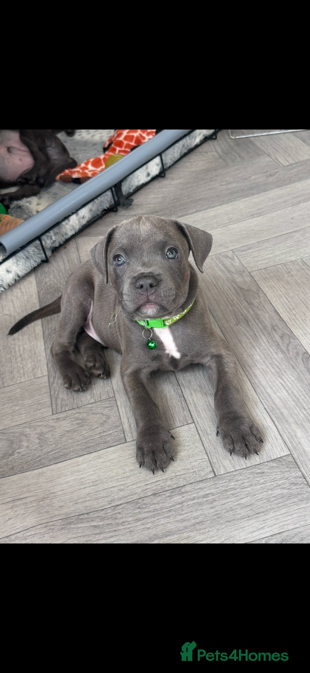 Staffordshire Bull Terrier dogs for sale: Blue Staffordshire bull terrier  - Image 36