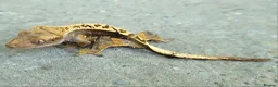Gecko reptiles for sale: Crested Geckos hatchlings and male juveniles  - Advert 3