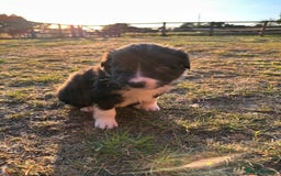 Border Collie dogs for sale: 10 Beautiful Border Collie Puppies - Image 11