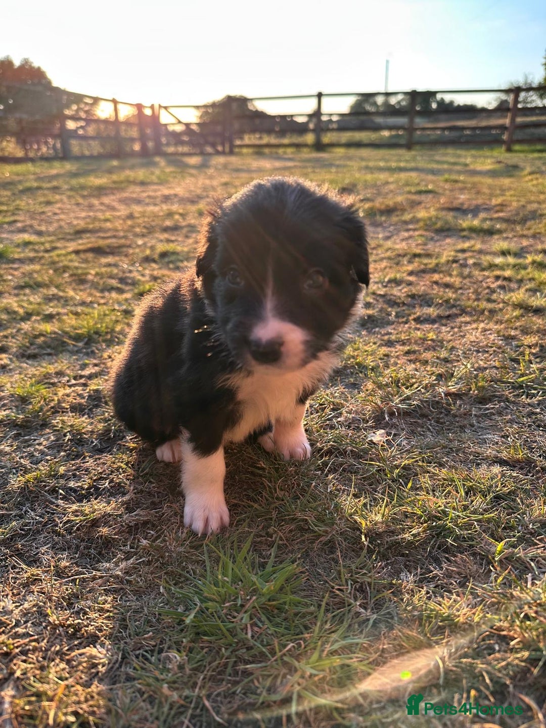 Border Collie dogs for sale: 10 Beautiful Border Collie Puppies - Image 11
