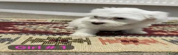 Mixed Breed dogs for sale: Bichon Frisé × Maltese Puppies - Advert 5