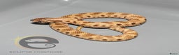 Snake reptiles for sale: Hognose snakes  - Advert 15