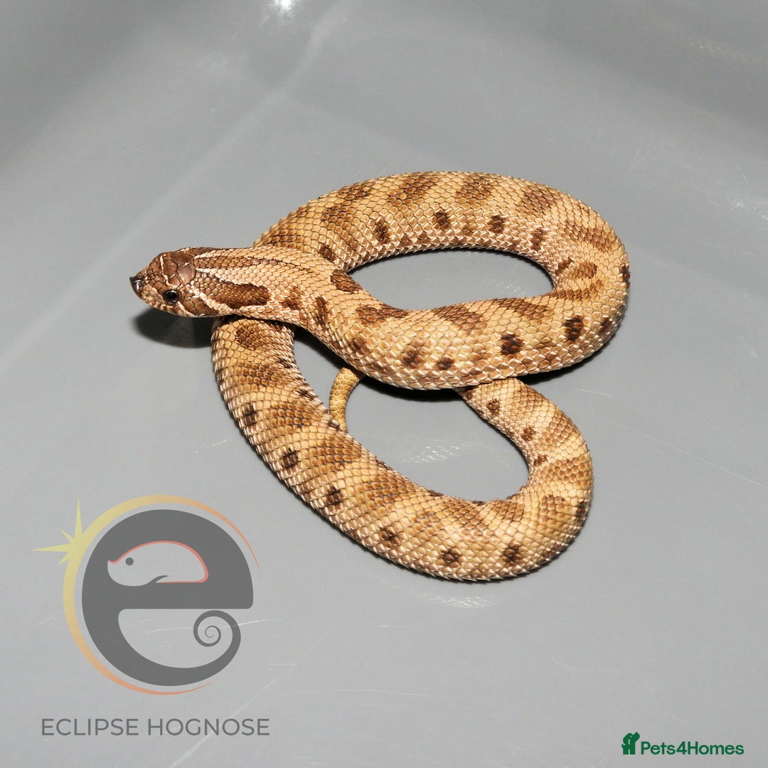 Snake reptiles for sale: Hognose snakes  - Image 8