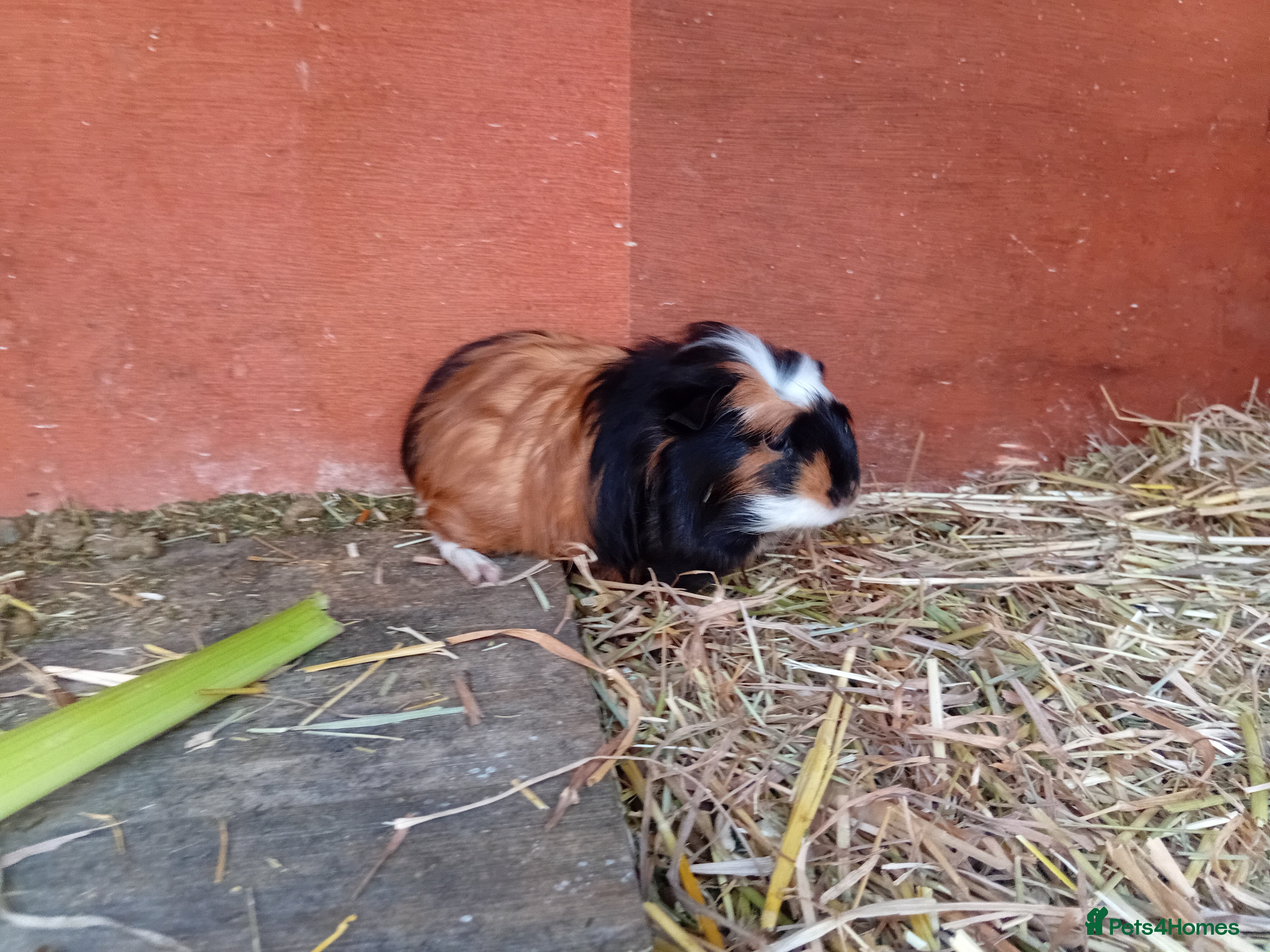Guinea Pig rodents Baby boy guinea pigs  - Advert 3
