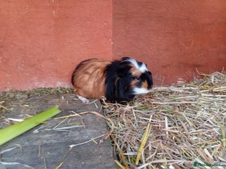 Guinea Pig rodents Baby boy guinea pigs - Advert 1