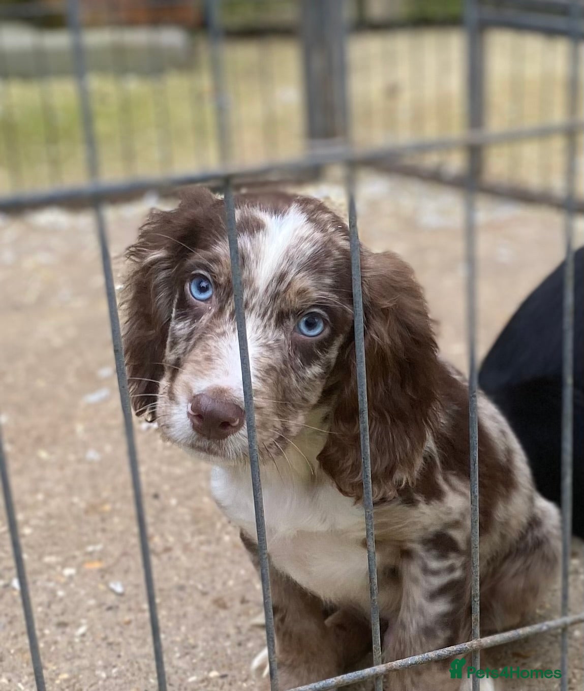 Mixed Breed dogs One beautiful boy working Cocker spaniel’s - Advert 6