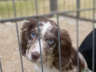 Mixed Breed dogs One beautiful boy working Cocker spaniel’s - Advert 7