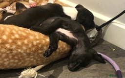 Italian Greyhound dogs for sale: 3/4 Italian greyhound 1/4 whippet puppies - Image 5