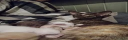 Oriental cats for sale: Oriental Siamese kittens gccf - Advert 19
