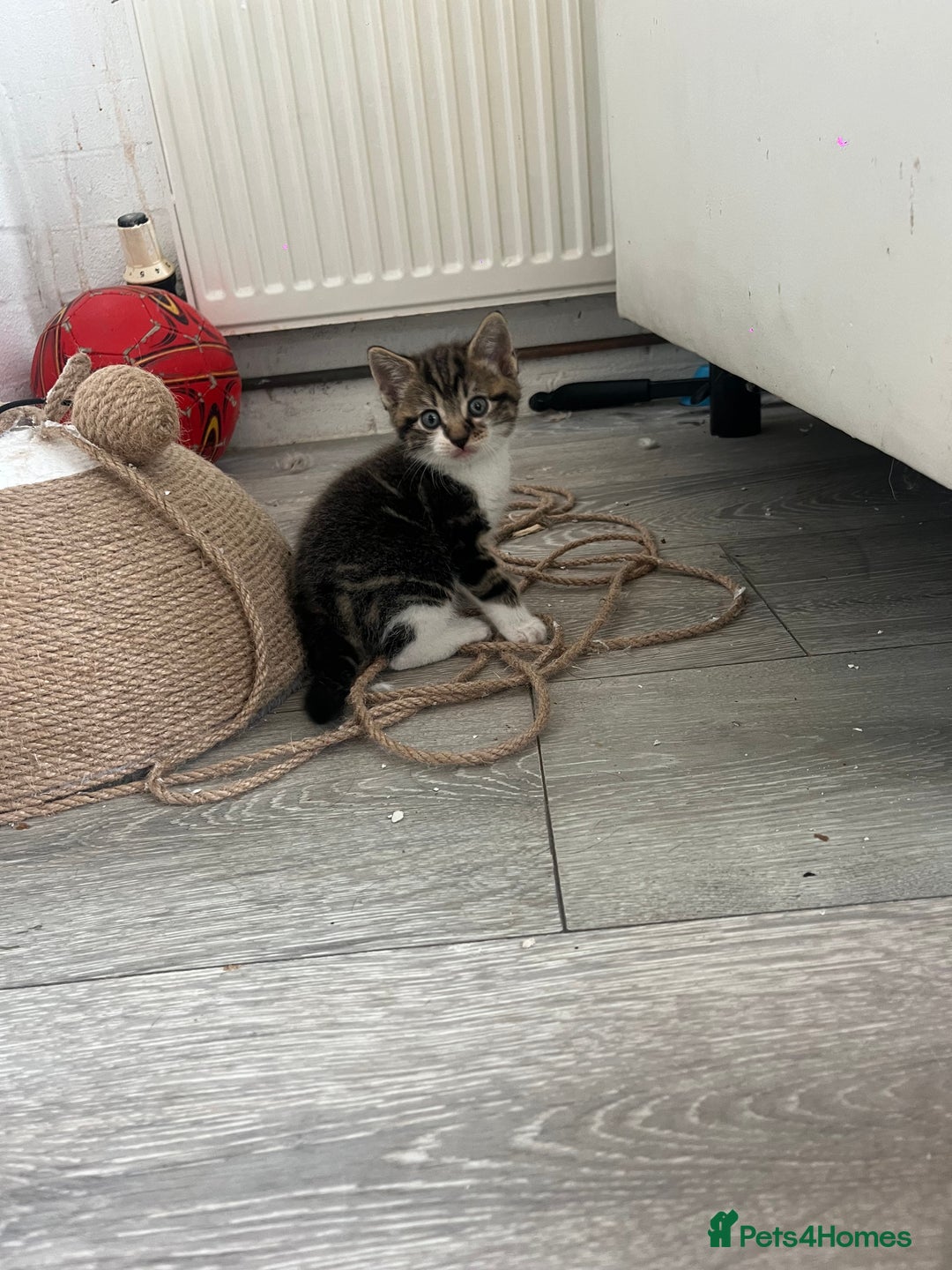 Mixed Breed cats for sale: 3 Beutiful babies  - Advert 5