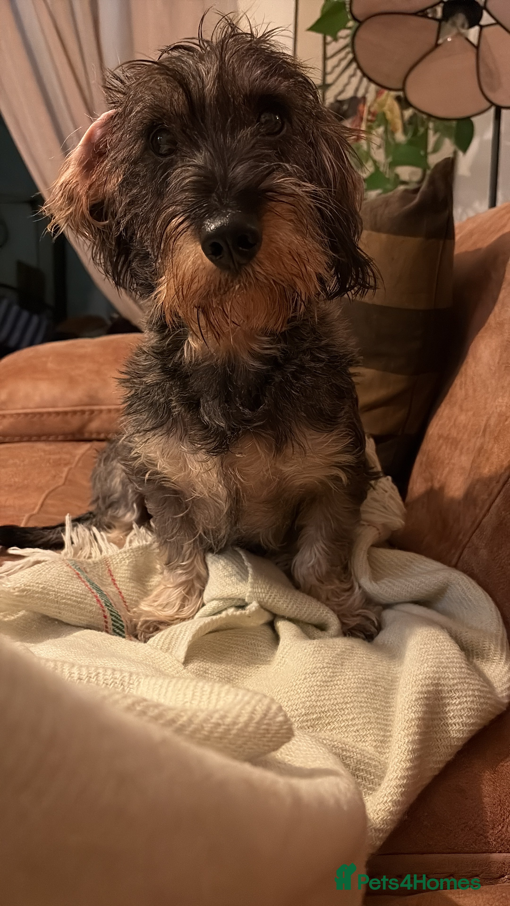 Dachshund dogs Standard Wirehaired Dachshund - Advert 1