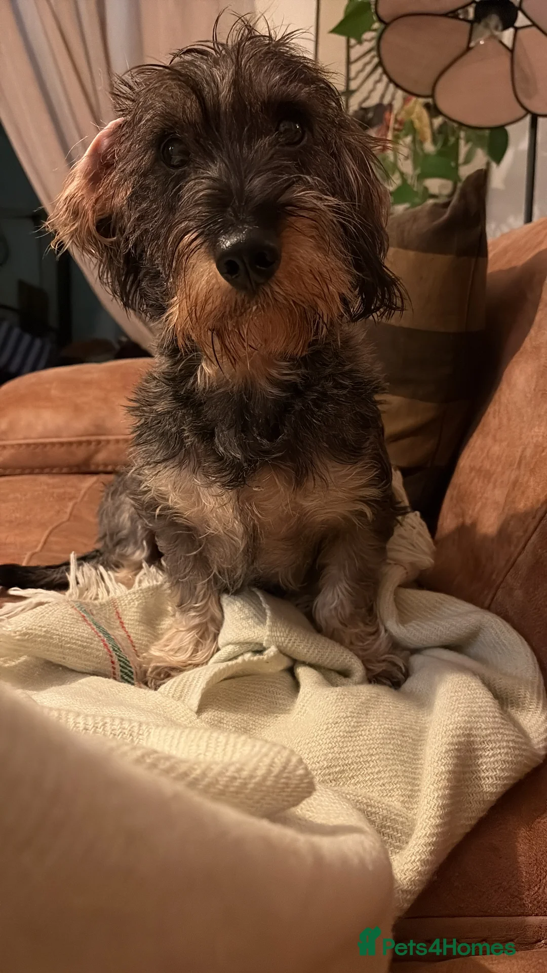 Dachshund dogs for sale: Standard Wirehaired Dachshund - Advert 1