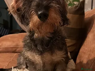 Dachshund dogs Standard Wirehaired Dachshund - Advert 1