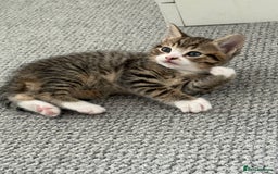 British Shorthair cats for sale: Beautiful half BSH Kittens  - Image 8
