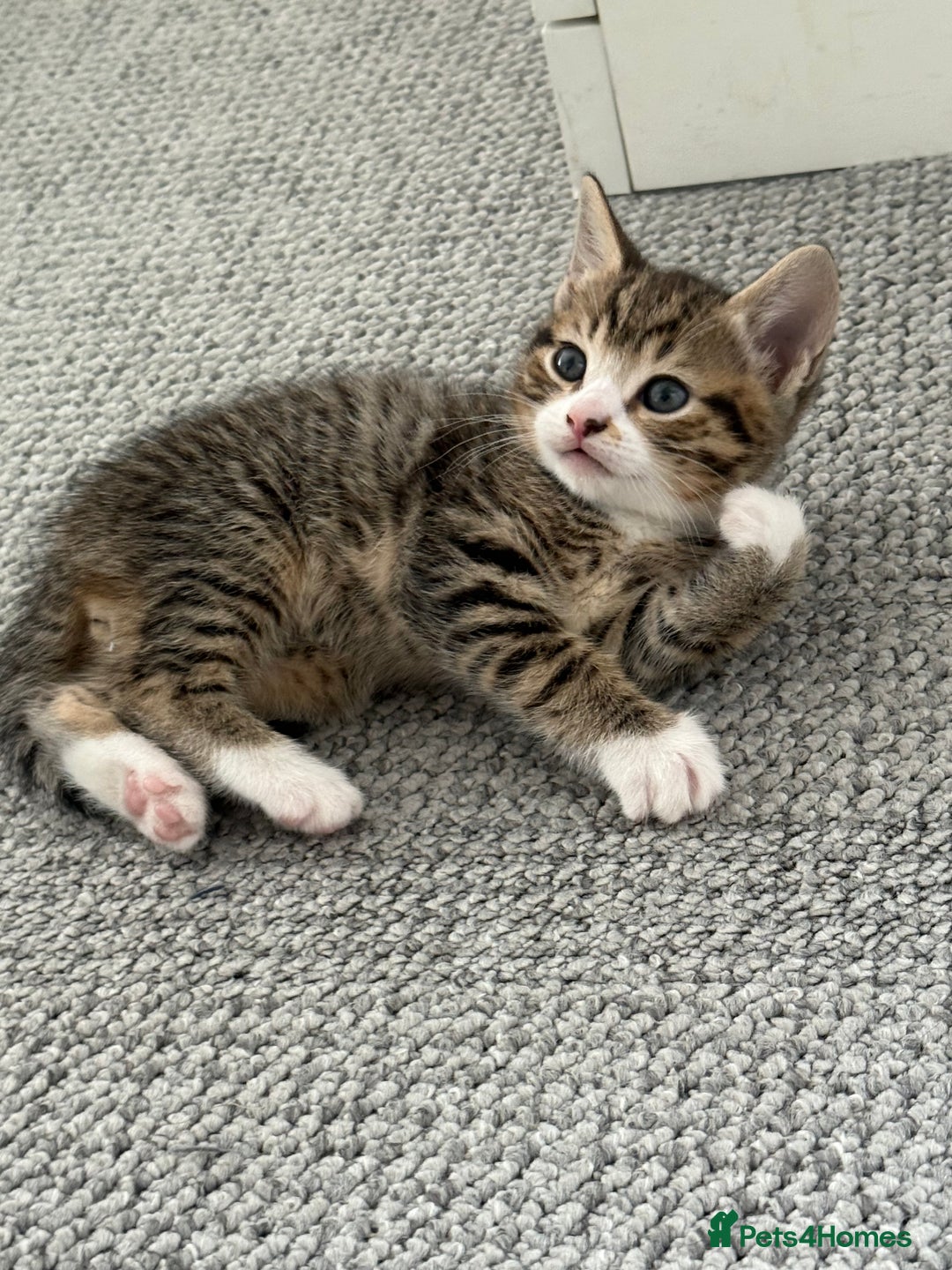 British Shorthair cats for sale: Beautiful half BSH Kittens  - Image 8