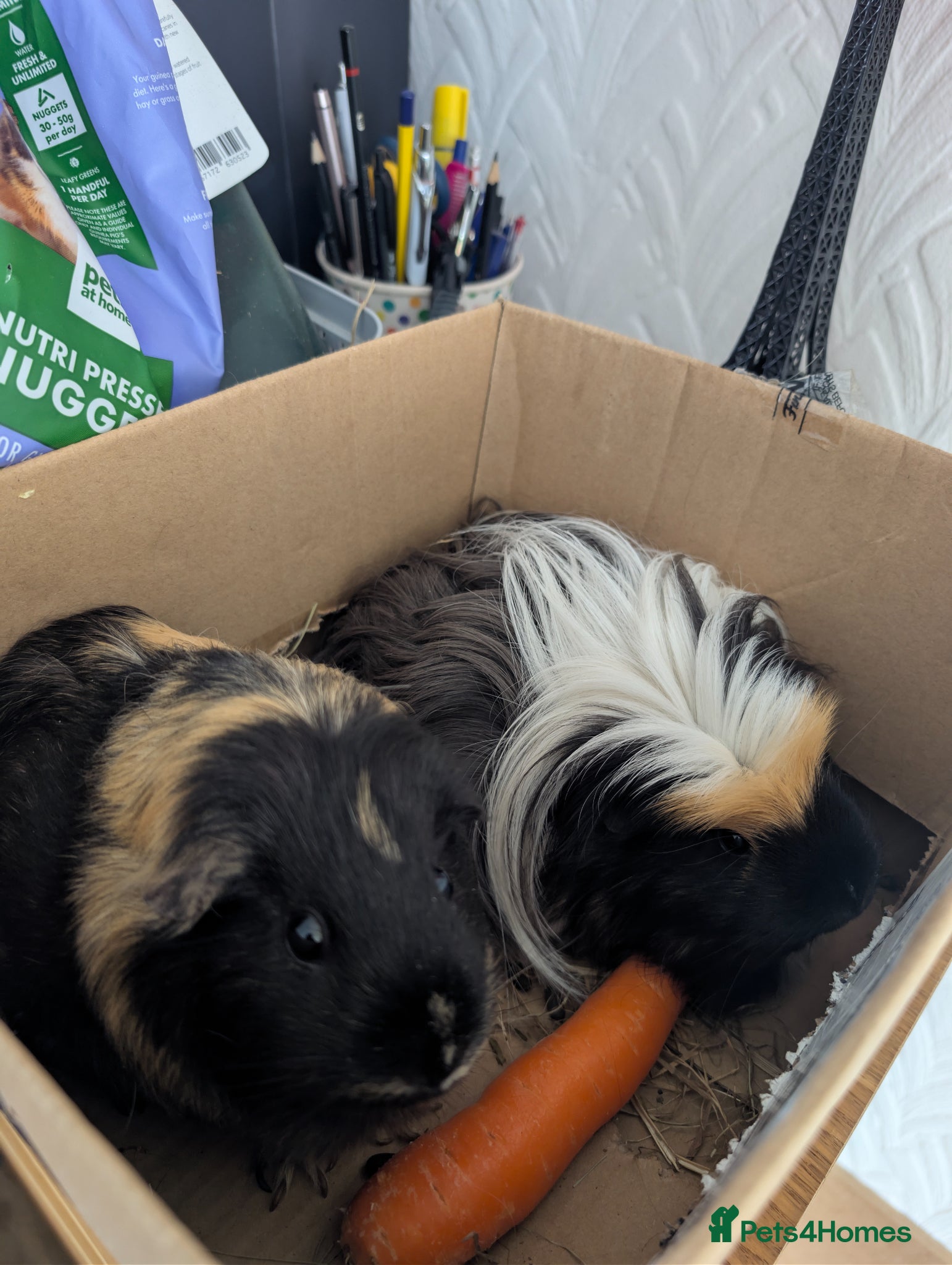 Guinea Pig rodents for sale: 2 female guinea pigs  in Prestonpans - Advert 6