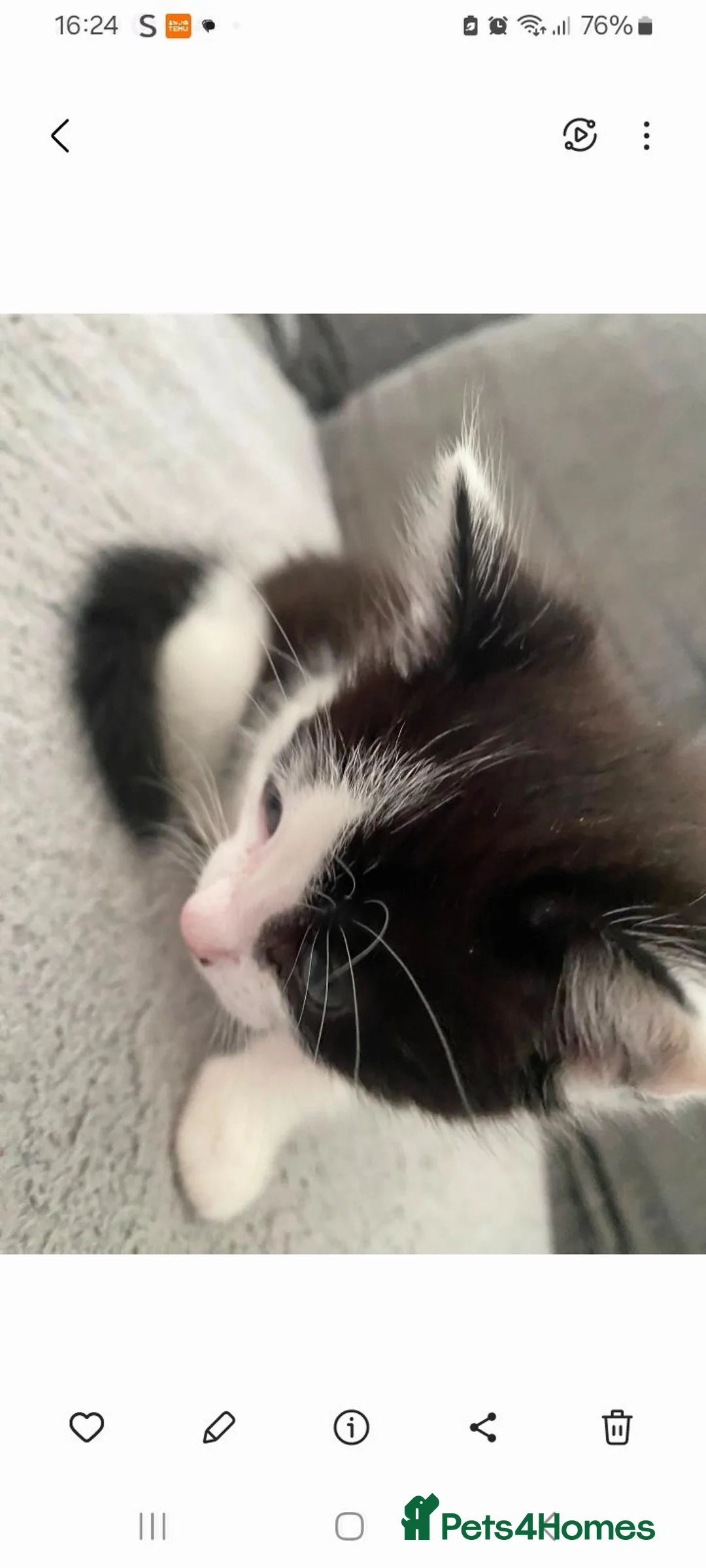 Mixed Breed cats for sale: Male kitten - Advert 3